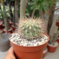 Neoporteria subgibbosa f. heteracantha