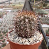 Neoporteria subgibbosa f. castaneoidesKK 1606