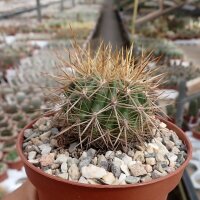 Neoporteria subgibbosa f. castaneoidesKK 1606