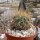 Neoporteria subgibbosa f. castaneoidesKK 1606