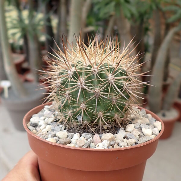 Neoporteria multicolor KK 48