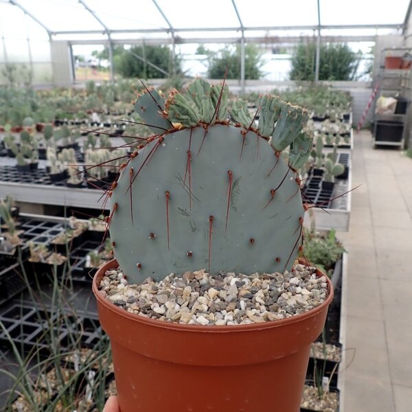 Opuntia macrocentra cv. Ebomelacantha