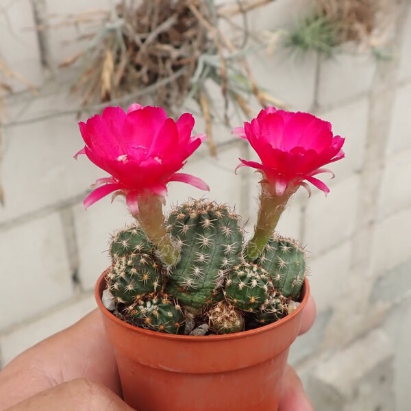 Chamaecereus silvestrii-Hybr. Goa Magenta