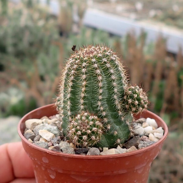 Chamaecereus silvestrii-Hybr. Goa White