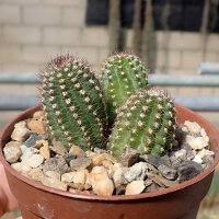 Chamaecereus silvestrii-Hybr. Goa White
