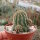Chamaecereus silvestrii-Hybr. Goa White