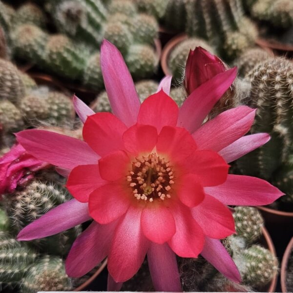 Chamaecereus silvestrii-Hybr. Goa Pink