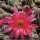 Chamaecereus silvestrii-Hybr. Goa Pink