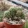 Chamaecereus silvestrii-Hybr. Goa Pink