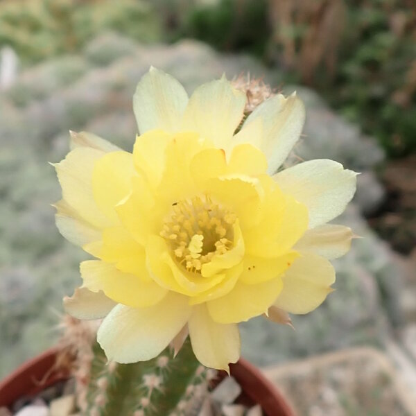 Chamaecereus silvestrii-Hybr. Goa Yellow