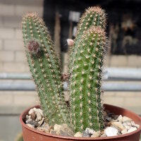 Chamaecereus silvestrii-Hybr. Goa Yellow