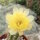 Chamaecereus silvestrii-Hybr. Goa Yellow