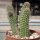 Chamaecereus silvestrii-Hybr. Goa Yellow