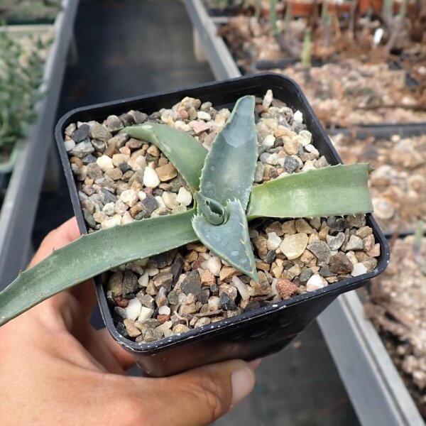 Agave havardiana (dw)