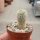 Notocactus tenuicylindrica