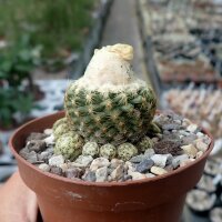 Discocactus buenekeri mit Cephalium CITES, not outside EU