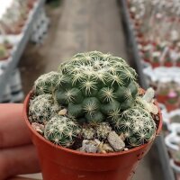 Discocactus buenekeri CITES, not outside EU