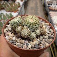 Discocactus buenekeri CITES, not outside EU