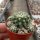 Discocactus buenekeri CITES, not outside EU