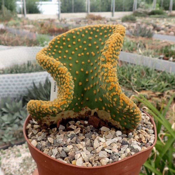 Opuntia microdasys cristata