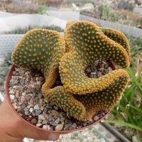 Opuntia microdasys cristata