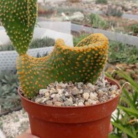 Opuntia microdasys cristata