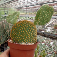 Opuntia microdasys cristata
