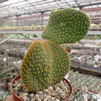 Opuntia microdasys cristata