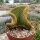 Opuntia microdasys cristata