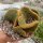 Opuntia microdasys cristata