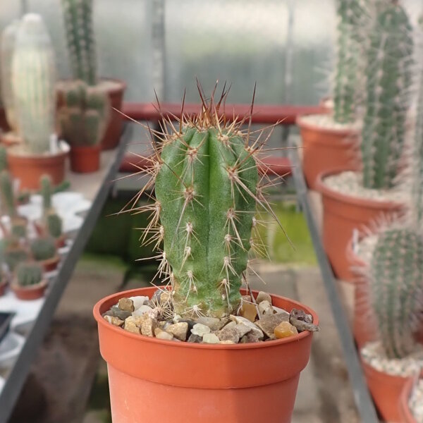 Eulychnia taltalensis