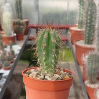 Eulychnia taltalensis