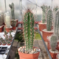 Eulychnia taltalensis