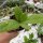Hoya callistophylla cv. Anna
