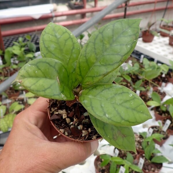 Hoya callistophylla cv. Lemon