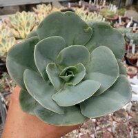 Echeveria gigantea form 1