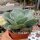 Echeveria gigantea form 1