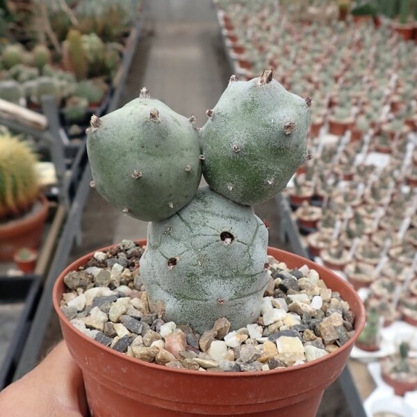 Tephrocactus calvus