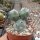 Tephrocactus calvus