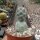 Tephrocactus calvus