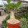 Adenium arabicum-hybr.
