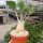 Adenium arabicum-hybr.