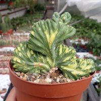 Myrtillocactus geometrizans cv. variegata cristata...