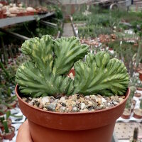 Myrtillocactus geometrizans cv. variegata cristata...