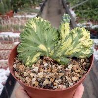Myrtillocactus geometrizans cv. variegata cristata wurzelecht