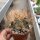 Astrophytum capricorne ssp. senile