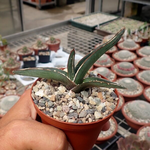 Agave victoriae-reginae v.ferdinandi-regis
