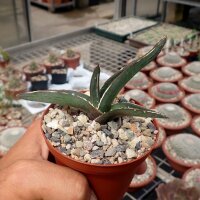 Agave victoriae-reginae v.ferdinandi-regis