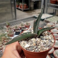 Agave victoriae-reginae v.ferdinandi-regis