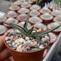 Agave victoriae-reginae v.ferdinandi-regis